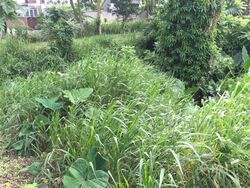 Mcmahon Park (D10), Detached #278592601